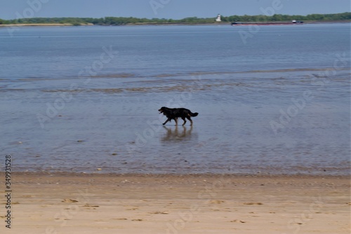Perro paseando por la playa durante marea baja