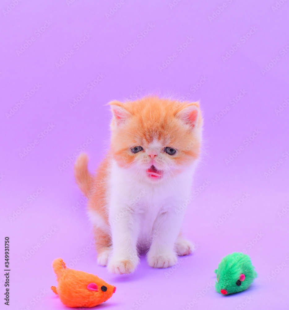 portrait fluffy persian kitten a purple background