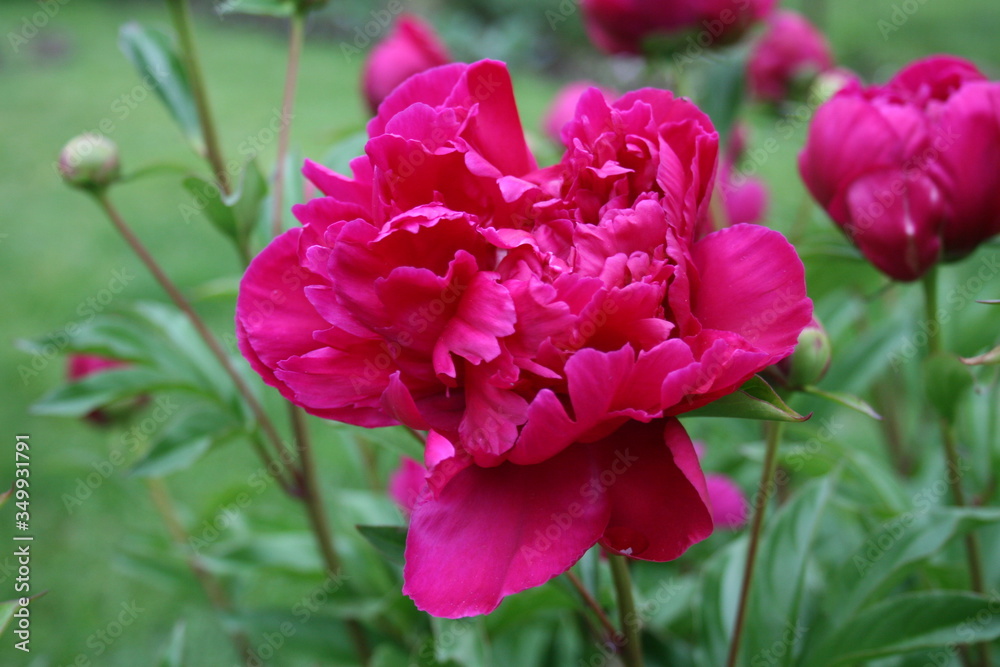 Fototapeta premium Red Peony 2020 IV