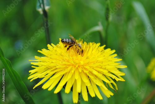 Пчела и одуванчик © Pobel