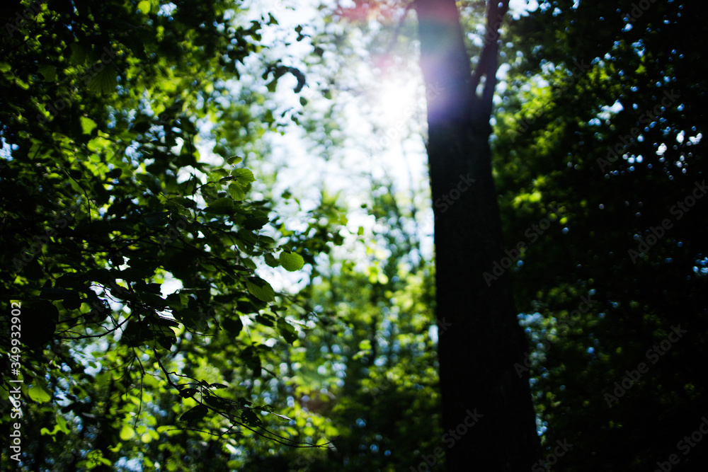 Fototapeta premium forest