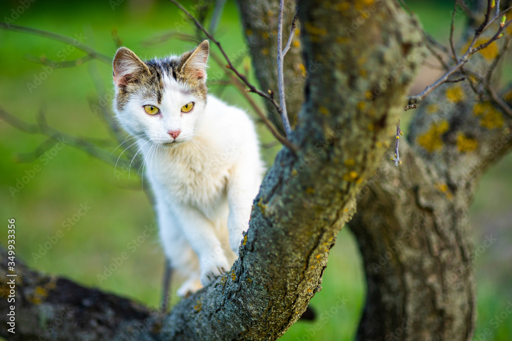Curious white cat hunts on a tree. Portrait of a domestic cat in nature Curious white cat hunts on a tree. Portrait of a domestic cat in nature