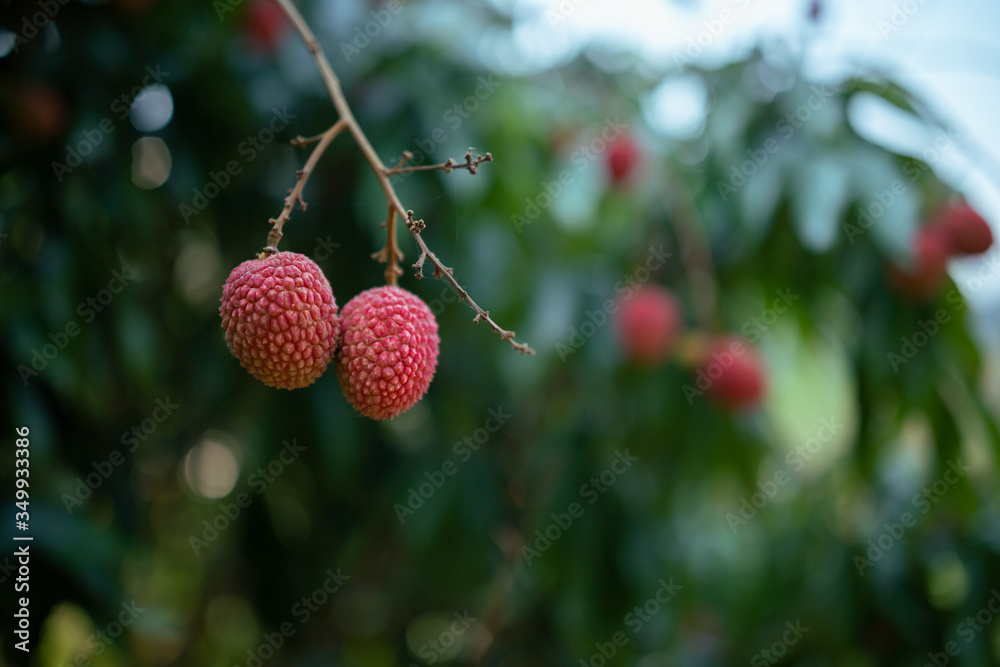 Licha Fruta Tropical Stock Photo | Adobe Stock