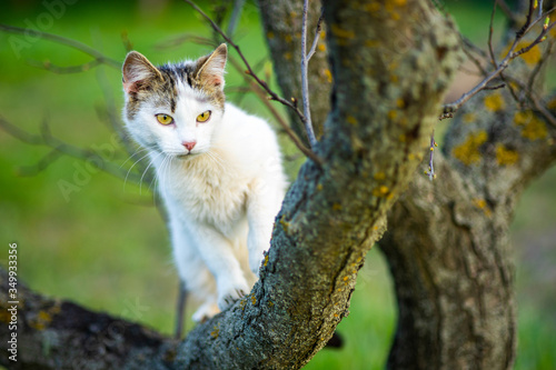 Curious white cat hunts on a tree. Portrait of a domestic cat in nature