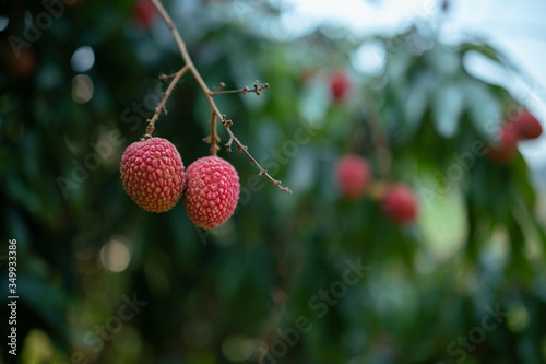 Licha Fruta Tropical photo