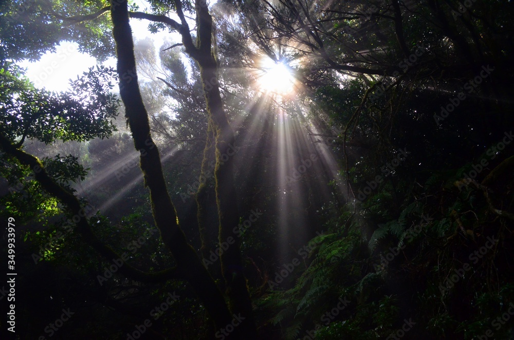 The sun is peeking through the dense laurel forest