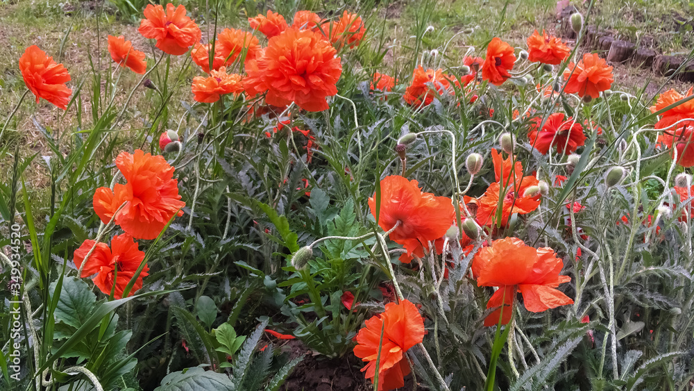Red poppies flowers, blooming in the middle of May. Red poppies flowers, blooming in the middle of May.