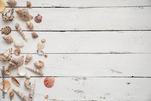 Flat lay  various seashell  on white wooden table, top view. Copy space background, summer concept.