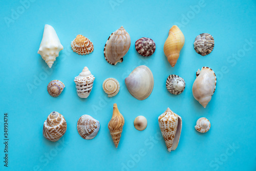 Different seashells on a blue background, summer concept, pattern