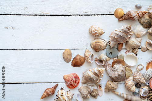 Flat lay  various seashell  on white wooden table, top view. Copy space background, summer concept.
