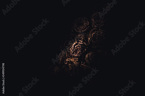 Dry roses in the darkness