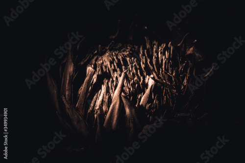 Dry protea king in the darkness photo