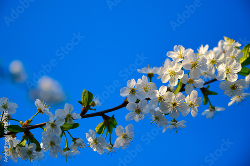Cherry branch blossom with white flowers in springtime macro. © Egor Melikhov