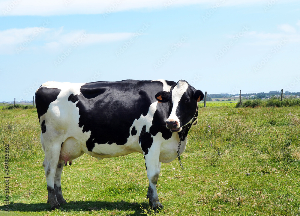 View of a Holstein Friesian cow in the green field View of a Holstein Friesian cow in the green field