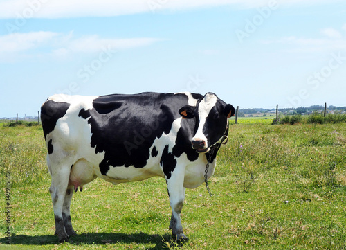 View of a Holstein Friesian cow in the green field © miff32