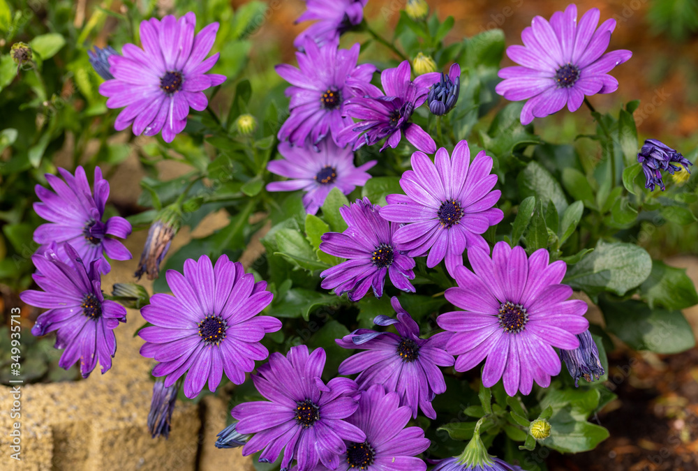  blooming intense violet blue african marguerite or cape daisy flowers