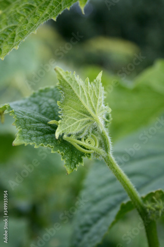 Leafs and tendrils of cucumber