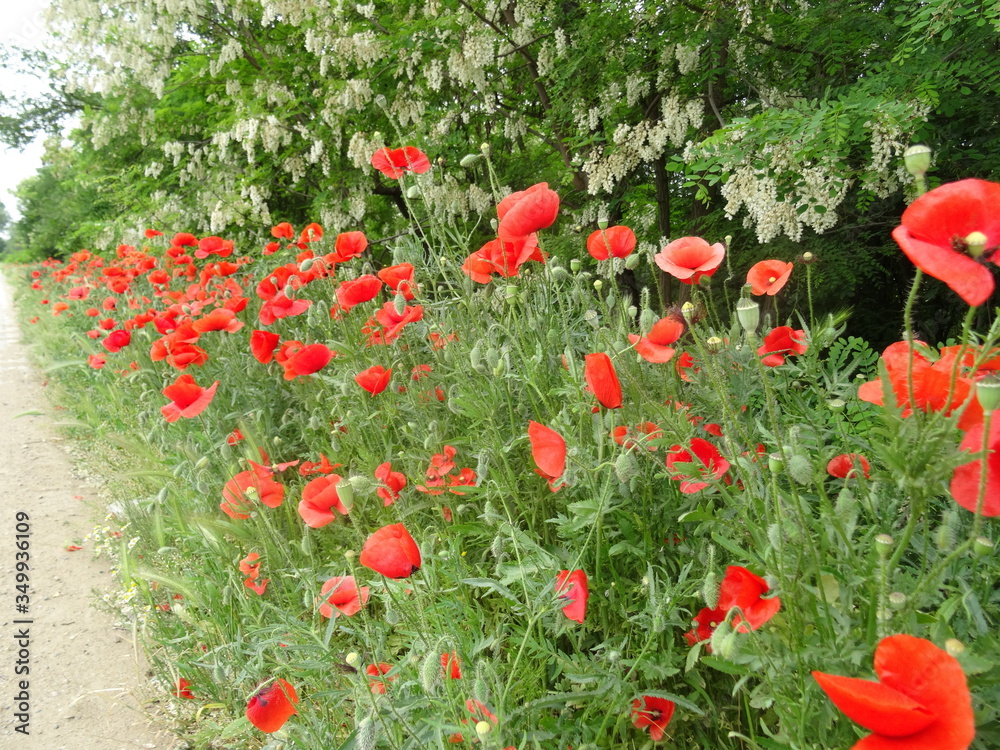 Naklejka premium red poppies in the field
