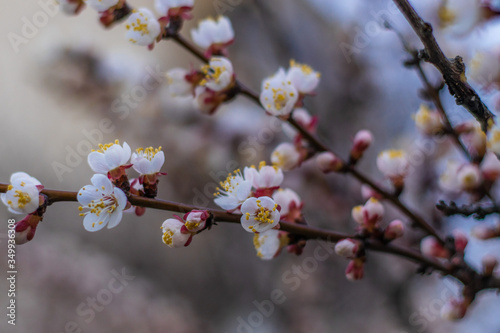 Apricot tree dream flowers. Spring pink-white flowers on apricot tree branch