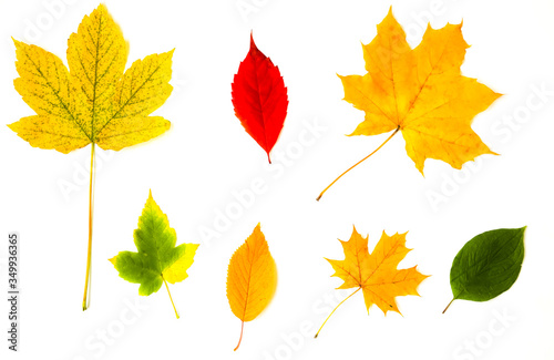 Real autumn leaves lying in white background. Seasonal photo. Yellow, red and green colours with texture. November postcard.