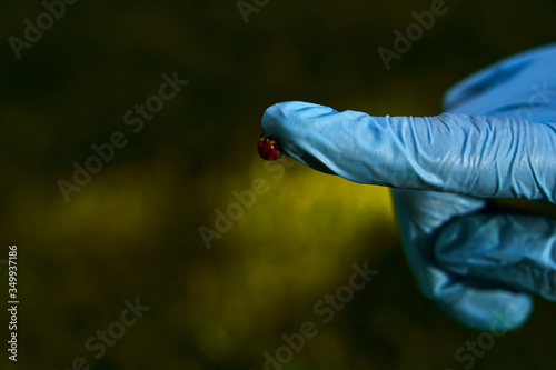 Hand in latex glove with ladybug on the finger isolated on blurred nature background outdoors, quarantine protection in coronavirus epidemic COVID-19 concept