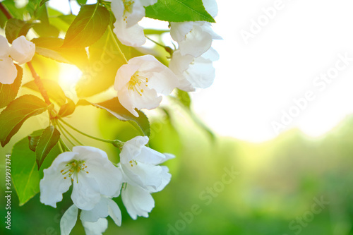 Flowers of a blooming Apple tree at sunset in the warm rays of the sun.