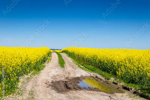 Road with a puddle in the middle of a rapeseed field on a sunny day