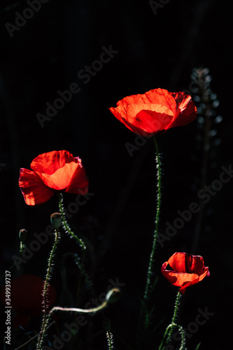 Joli coquelicot dans un champ avec un fond  sombre