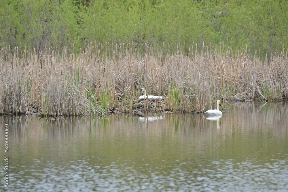 Swan in the pond.