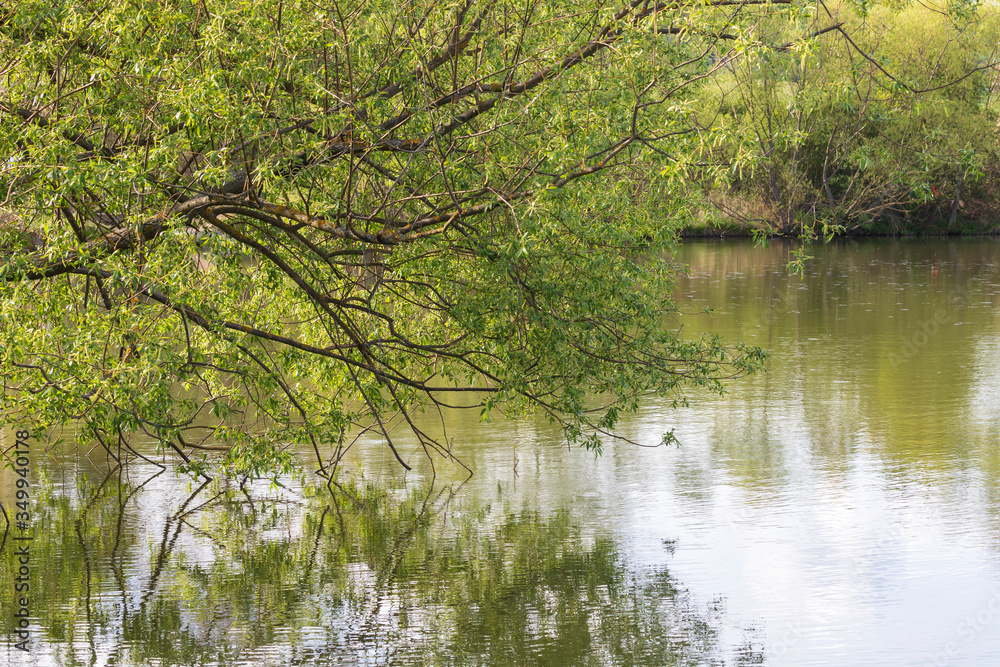 Green branches of a willow over the water of the pond.