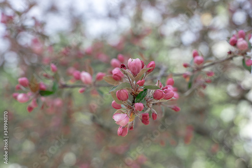 blooming Apple tree branch with pink flowers in spring, selected focus