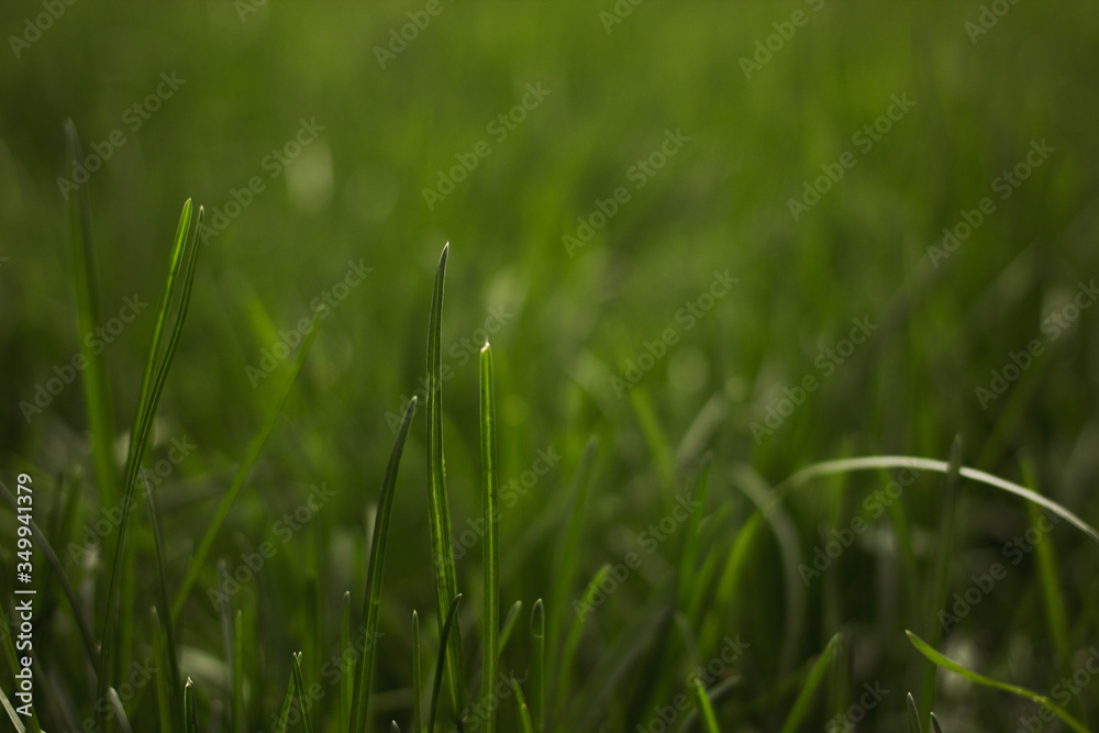 grass in the sun background