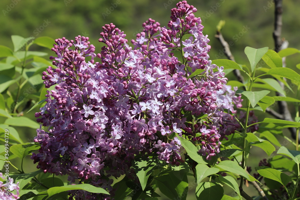 In the spring, lilacs bloomed in the garden. Under the sun, lilac bushes looks beautiful. Next to the shrub you can smell lilac In the spring, lilacs bloomed in the garden. Under the sun, lilac bushes looks beautiful. Next to the shrub you can smell lilac