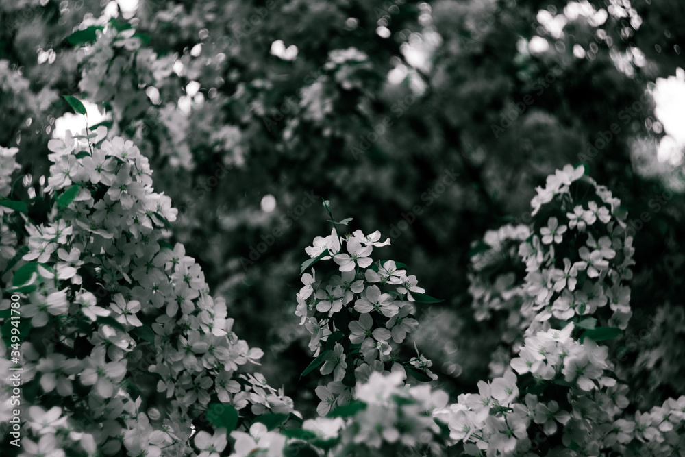 many flowers on the tree many flowers on the tree