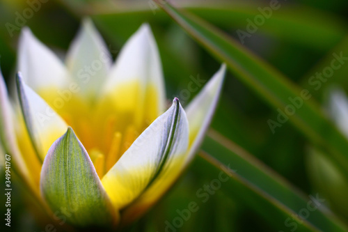 Beautiful delicate flower of wild-growing perennial herb tulip Tulipa biflora with white, yellow pointed petals, large stamens on background green leaves with red border, selective focus, closeup photo