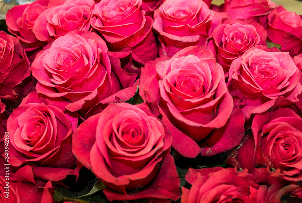 bunch of roses bunch of roses