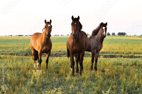 horses in the field