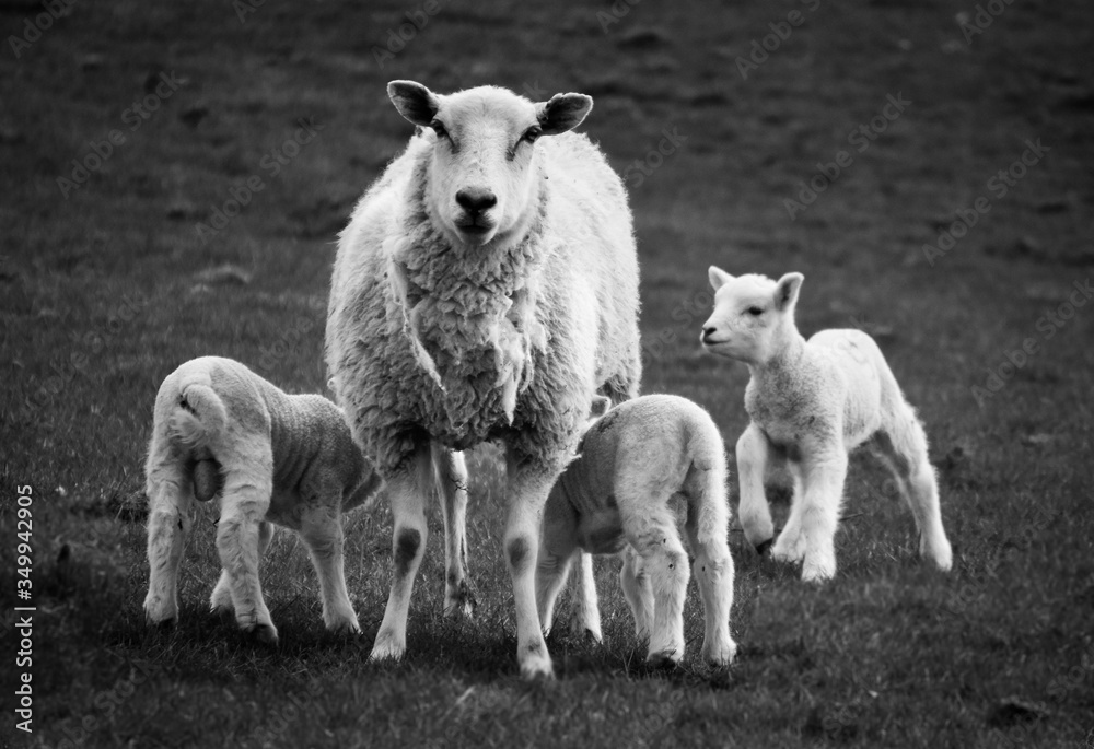 Fototapeta premium Sheep with three lambs