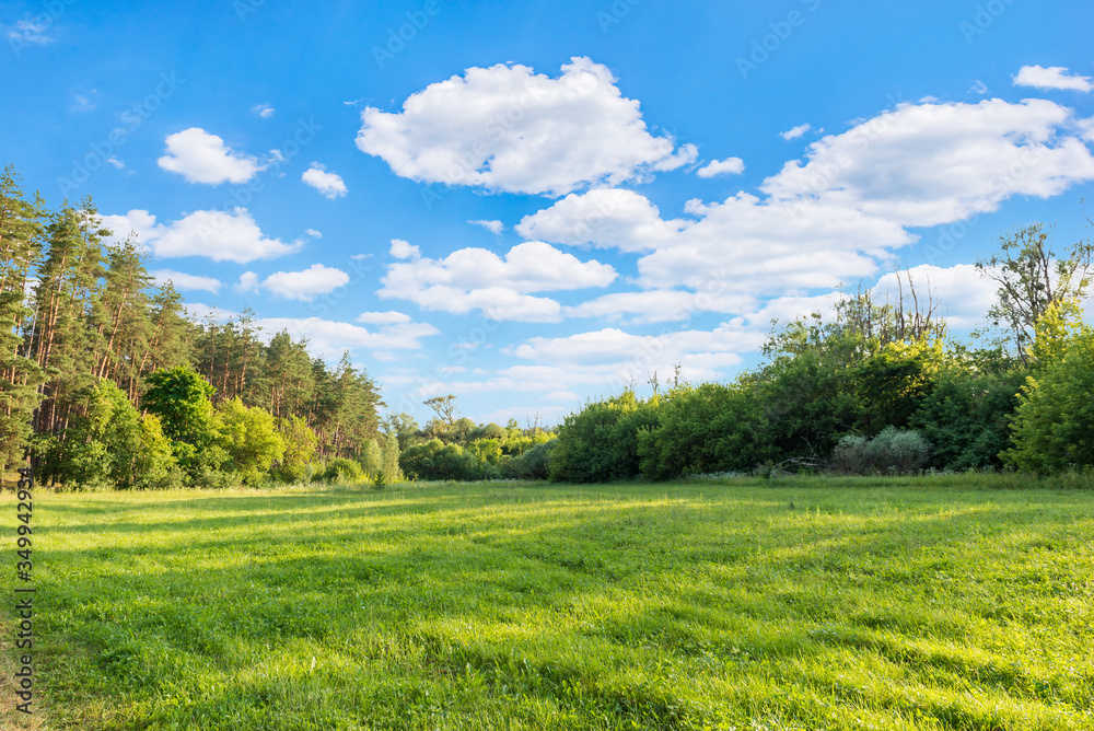 Sunny meadow in forest