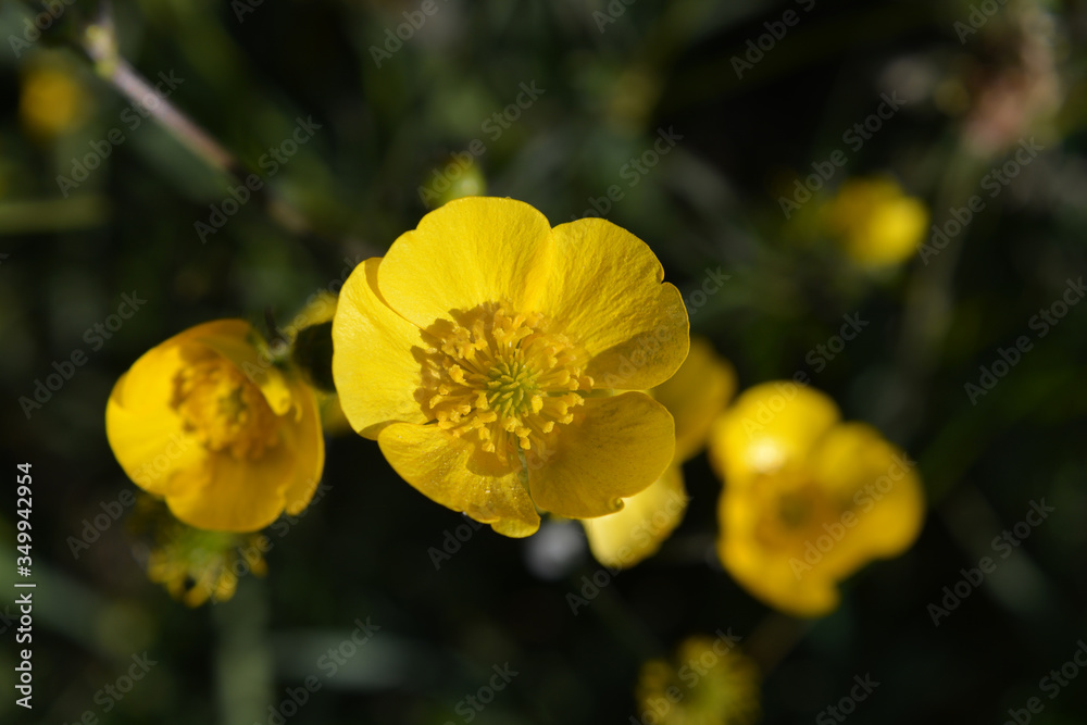 Bright yellow buttercup flowers, also known as Ranunculus Bright yellow buttercup flowers, also known as Ranunculus