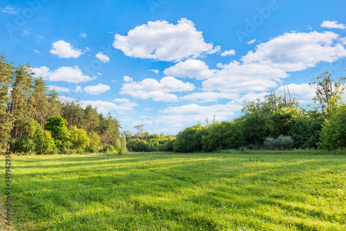 Sunny meadow in forest