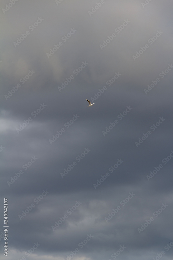 seagull on a cloudy sky