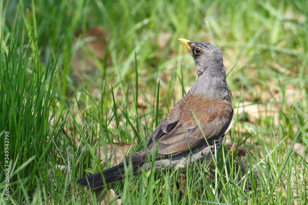 Fieldfare bird in the spring
Fieldfare bird in the spring