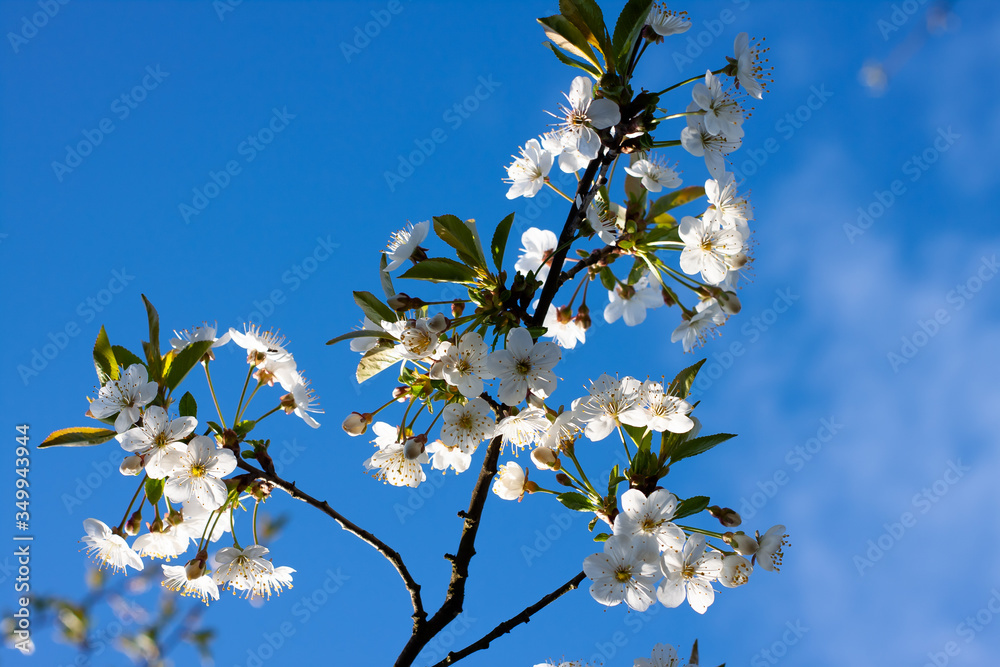 flowering trees in the garden. Apple, cherry, plum trees. flowering trees in the garden. Apple, cherry, plum trees.