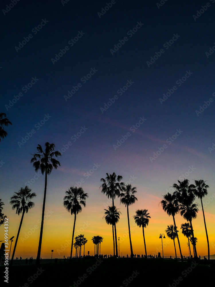 palm trees at sunset