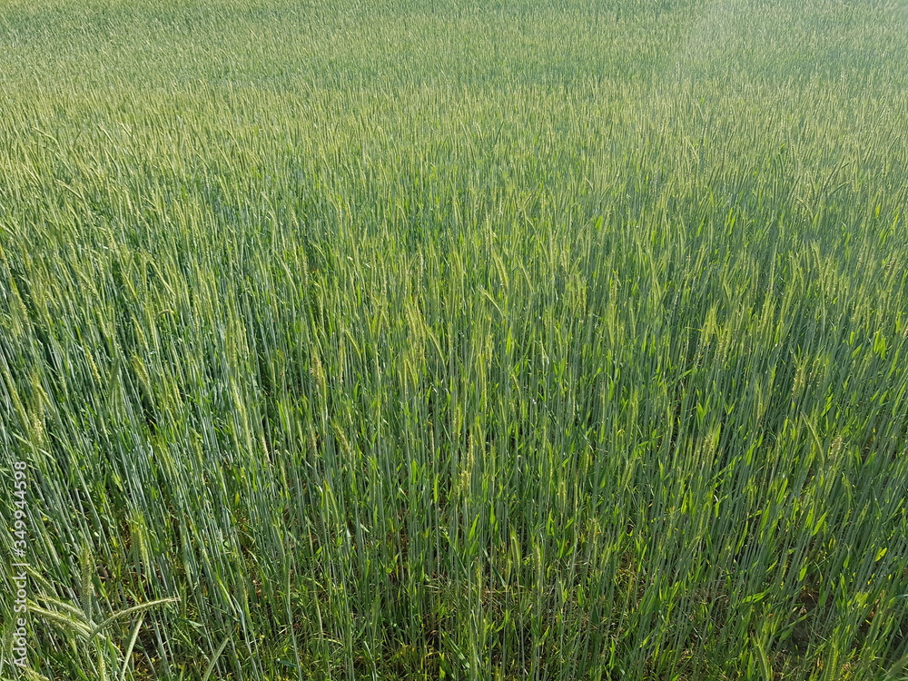 green wheat field