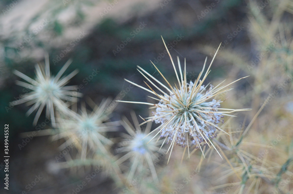 plant thorns plant thorns