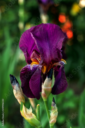 Beautiful delicate iris flower on a flowerbed outdoors photo