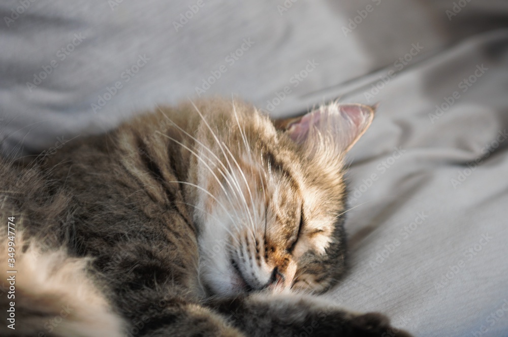 Tete de chat Tete de chat
