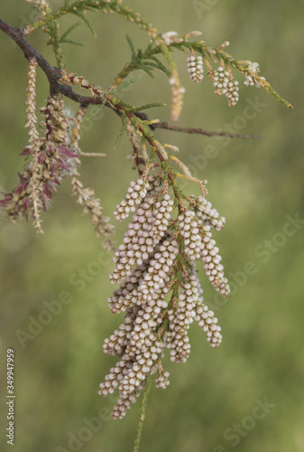 Tamarix africana African tamarisk shrub or small tree with small green leaves with tiny white flowers on unfocused greenish background